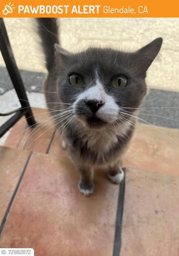 Found/Stray Unknown Cat last seen Colorado and Central, Glendale, CA 91204