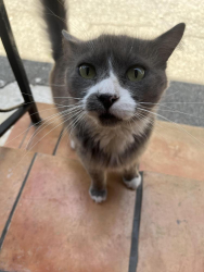 Found/Stray Unknown Cat last seen Colorado and Central, Glendale, CA 91204