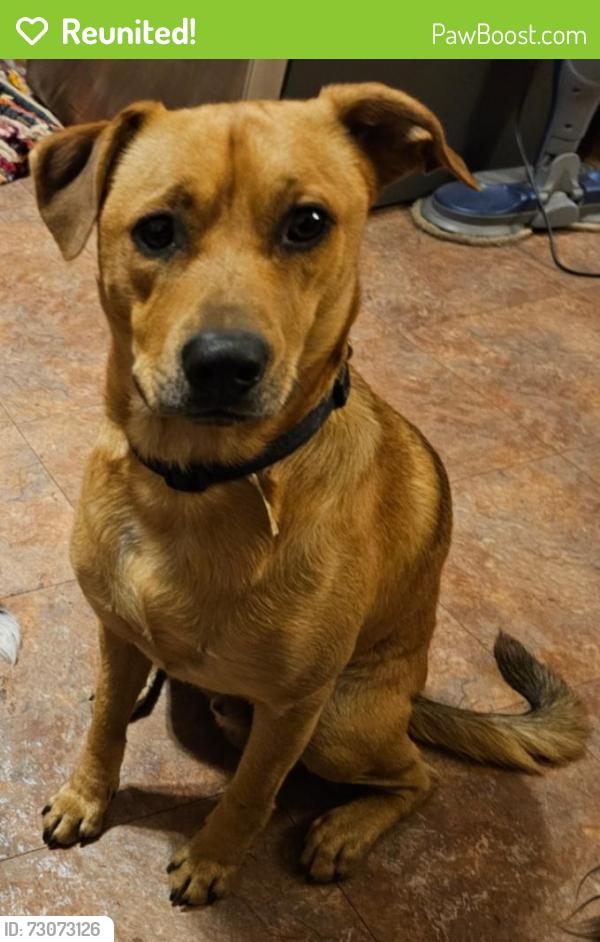 Reunited Male Dog last seen New the maple terrace, Washington, PA 15301