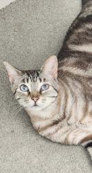 Reunited Male Cat last seen DA10 0EY , Kent, England DA10 0EY