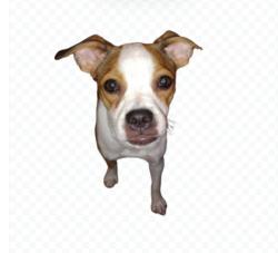 Lost Female Dog last seen Starcrest/410, San Antonio, TX 78217