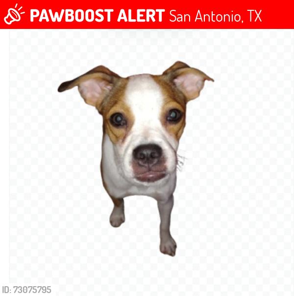Lost Female Dog last seen Starcrest/410, San Antonio, TX 78217