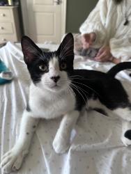 Found/Stray Male Cat last seen In the episcopal highschool area, Bellaire, TX 77401