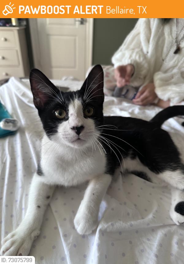 Found/Stray Male Cat last seen In the episcopal highschool area, Bellaire, TX 77401