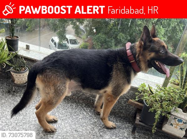 Lost Male Dog last seen Sector 21, Sector 46, Faridabad, HR 121012