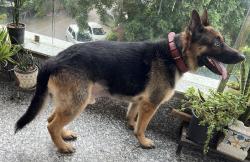 Lost Male Dog last seen Sector 21, Sector 46, Faridabad, HR 121012