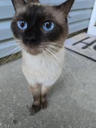 Found/Stray Male Cat last seen Willow Lane N, Okaloosa County, FL 32539