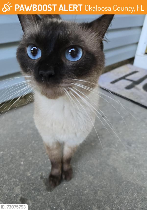 Found/Stray Male Cat last seen Willow Lane N, Okaloosa County, FL 32539