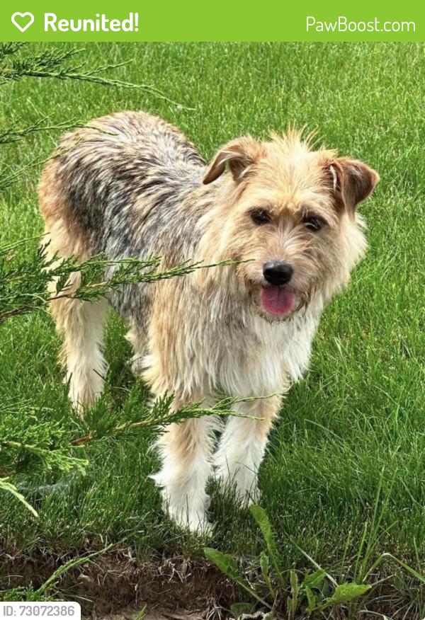 Reunited Female Dog last seen Freeman Brielle , Gilberts, IL 60136