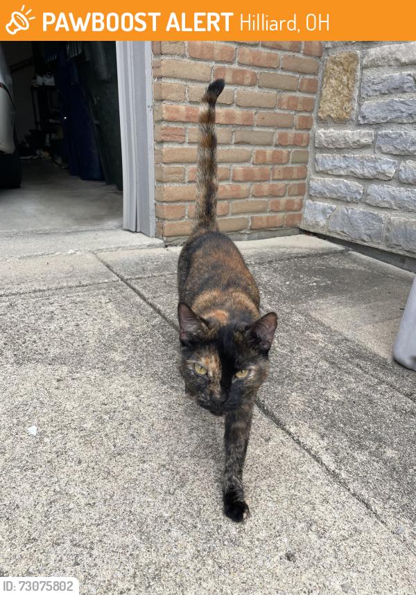Found/Stray Female Cat last seen Lagoon Ln and Mossrock, Hilliard, OH 43026