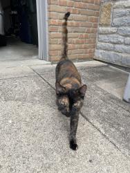 Found/Stray Female Cat last seen Lagoon Ln and Mossrock, Hilliard, OH 43026