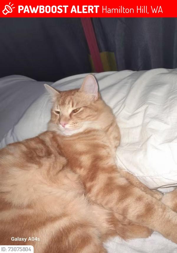 Lost Male Cat last seen Hynes way Hamilton hi, Hamilton Hill, WA 6163
