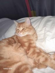 Lost Male Cat last seen Hynes way Hamilton hi, Hamilton Hill, WA 6163