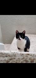 Reunited Female Cat last seen Near & Joan.ln, Conroe, TX 77306