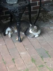 Found/Stray Unknown Cat last seen Dunkin’ Donuts, Reading, PA 19606