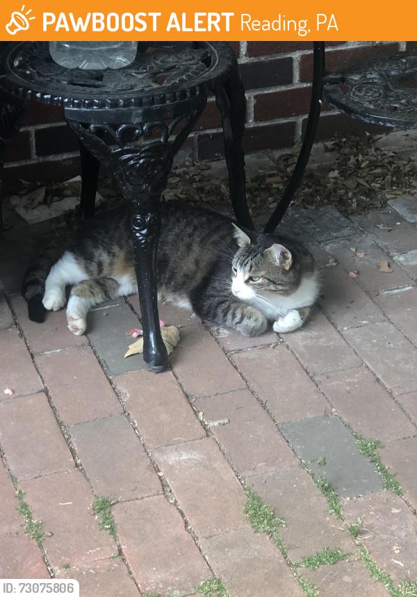 Found/Stray Unknown Cat last seen Dunkin’ Donuts, Reading, PA 19606