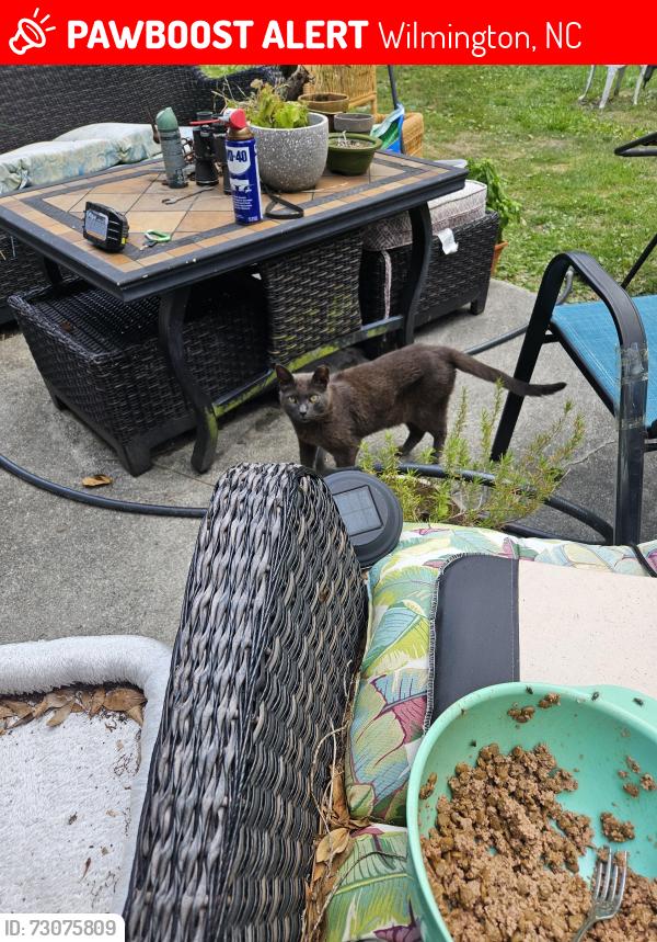 Lost Male Cat last seen Milford, Wilmington, NC 28405