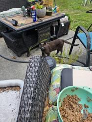 Lost Male Cat last seen Milford, Wilmington, NC 28405