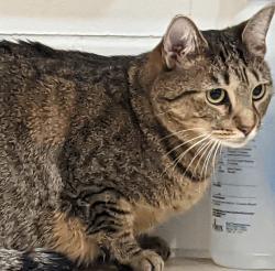 Reunited Female Cat last seen 115th Ave and 228th St, Queens, NY 11411