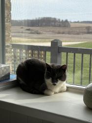 Lost Male Cat last seen Centennial, Rexton, NB E4W