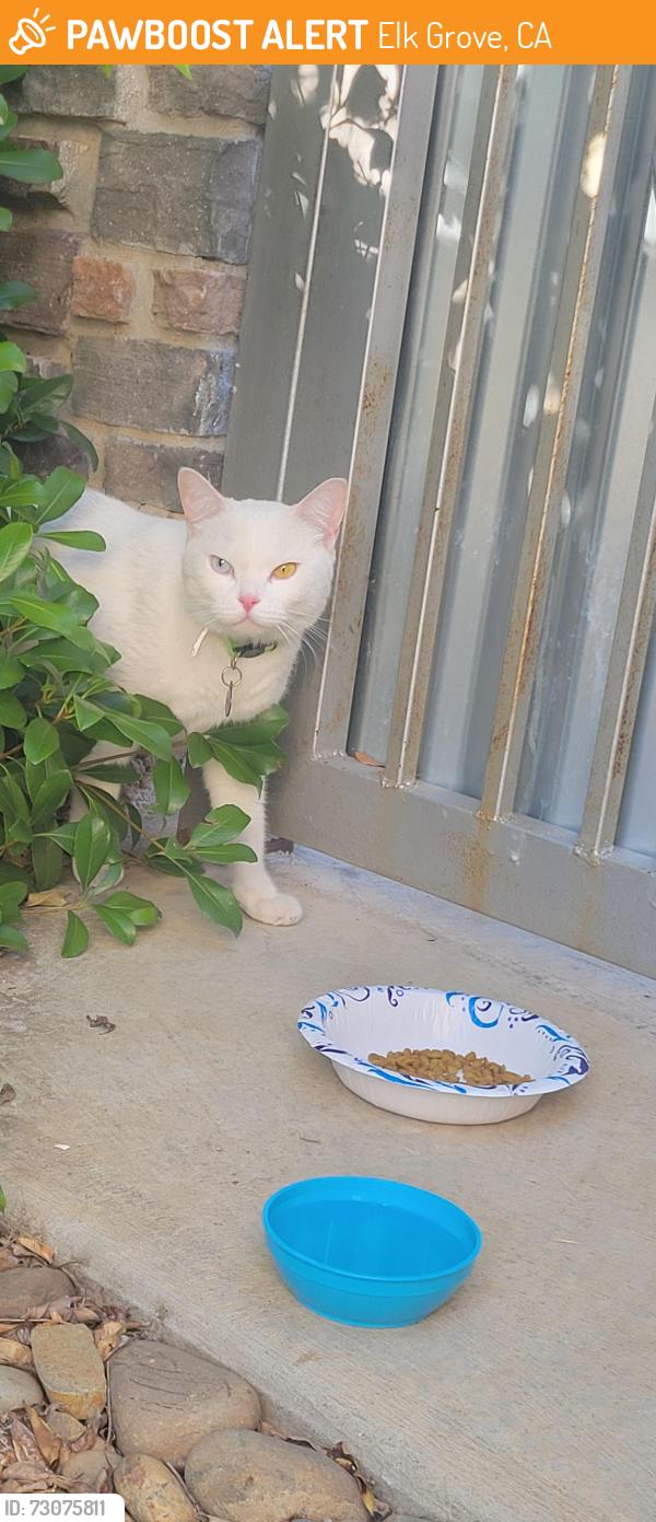 Found/Stray Male Cat last seen Bond and Elk Grove Florin, Elk Grove, CA 95624