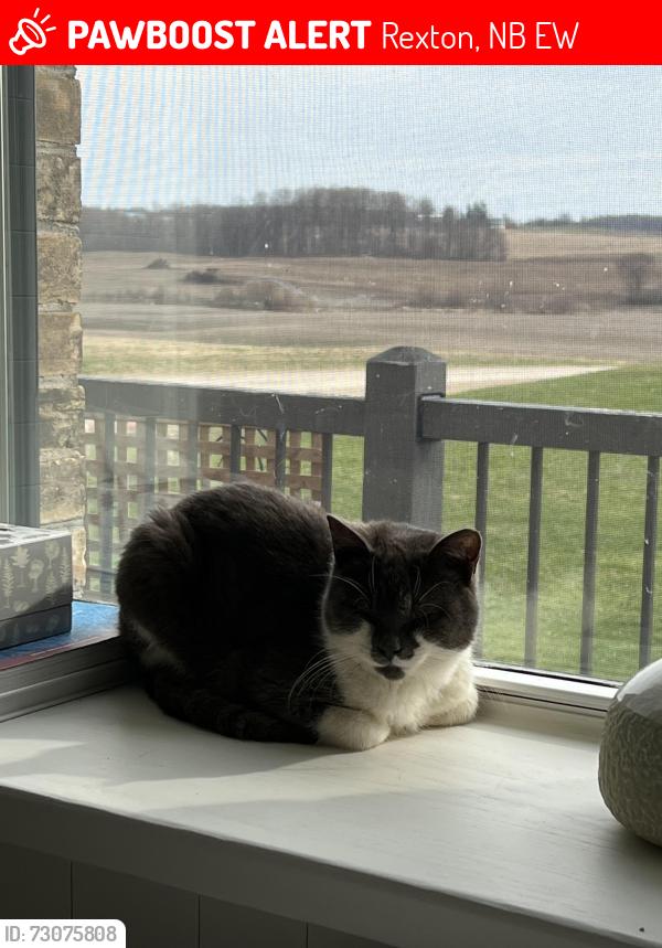 Lost Male Cat last seen Centennial, Rexton, NB E4W