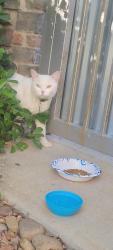 Found/Stray Male Cat last seen Bond and Elk Grove Florin, Elk Grove, CA 95624