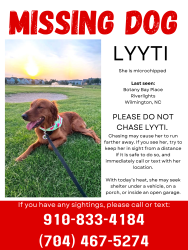Lost Female Dog last seen Ran from Oasis apmts, Wilmington, NC 28412