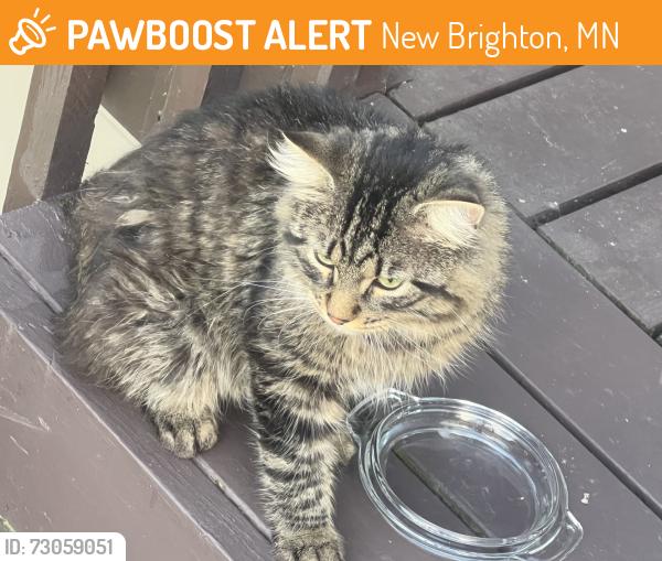 Found/Stray Unknown Cat last seen 19th Terrace NW, New Brighton, MN 55112