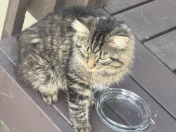 Found/Stray Unknown Cat last seen 19th Terrace NW, New Brighton, MN 55112