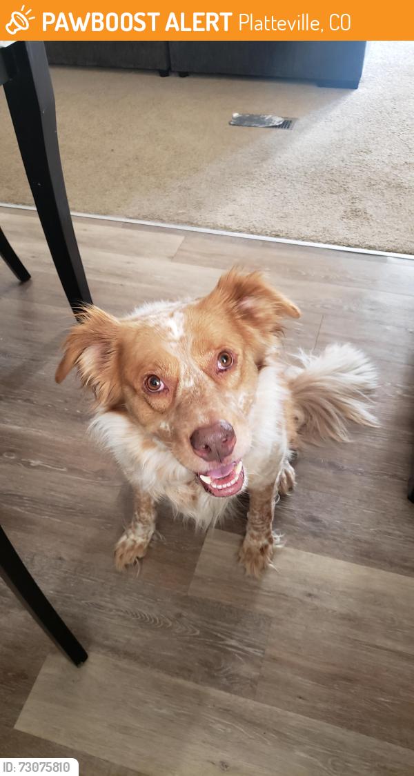 Found/Stray Male Dog last seen Stevens Cir & Grand Ave Valley Village, Platteville, CO 80651