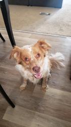Found/Stray Male Dog last seen Stevens Cir & Grand Ave Valley Village, Platteville, CO 80651