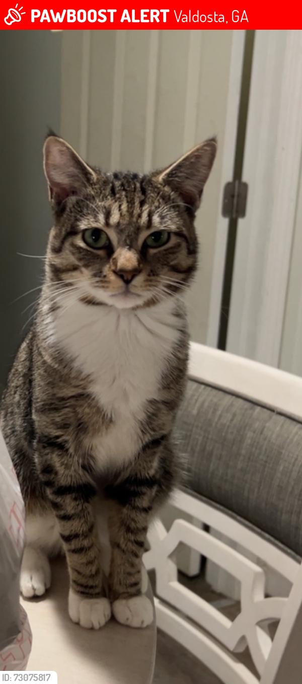 Lost Male Cat last seen calvary circle valdosta ga, Valdosta, GA 31605