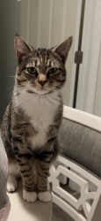 Lost Male Cat last seen calvary circle valdosta ga, Valdosta, GA 31605