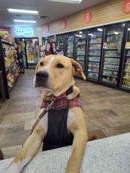 Reunited Male Dog last seen Prince and Romero, Circle k, Tucson, AZ 85705
