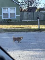 Found/Stray Male Dog last seen Malvern hill drive and country run parkway, Orlando, FL 32818