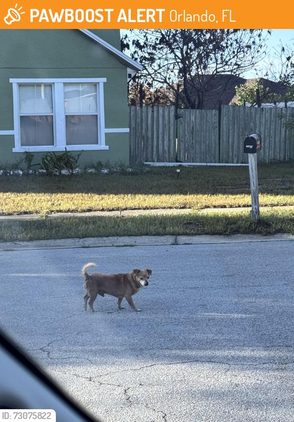 Found/Stray Male Dog last seen Malvern hill drive and country run parkway, Orlando, FL 32818