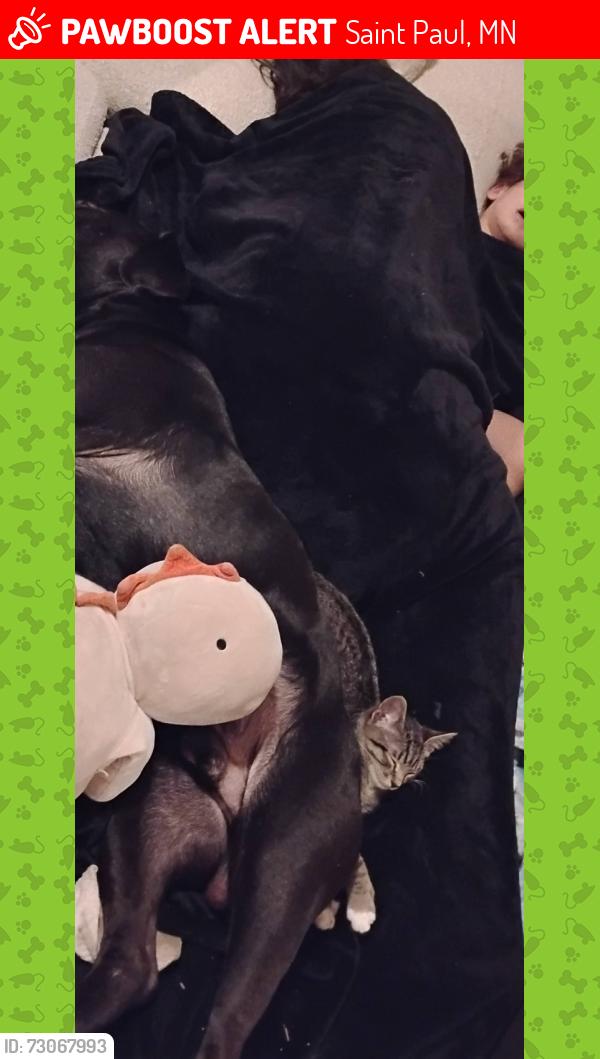 Lost Male Cat last seen Maryland Ave, arcade Ave and payne ave, Saint Paul, MN 55106