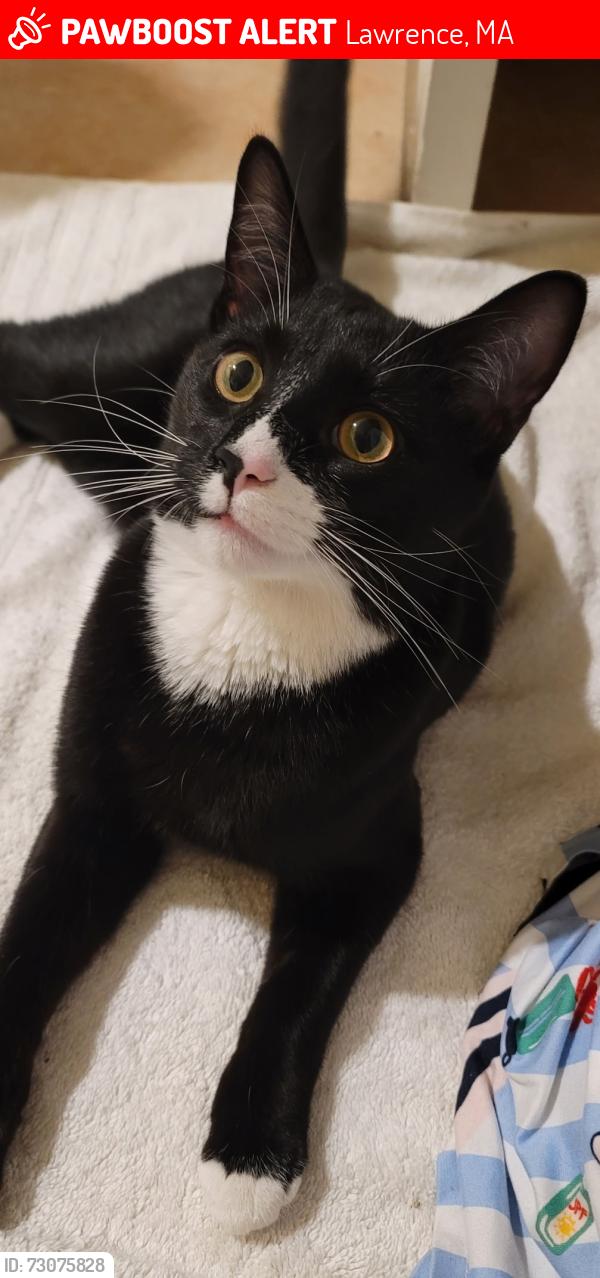 Lost Male Cat last seen McKinley Ave, Lawrence, MA 01843