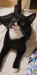 Lost Male Cat last seen McKinley Ave, Lawrence, MA 01843