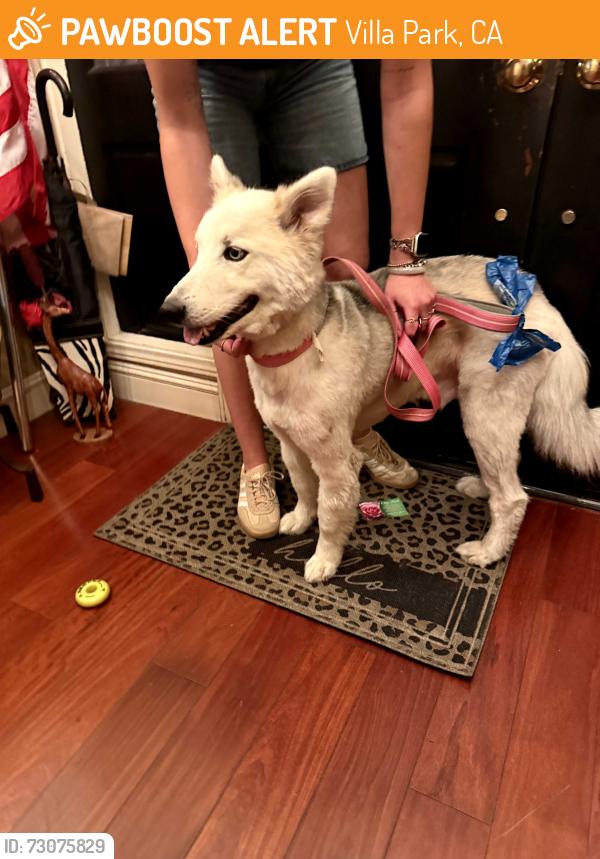 Found/Stray Male Dog last seen Cerro Villa & Valley, Villa Park, CA 92861