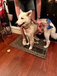 Found/Stray Male Dog last seen Cerro Villa & Valley, Villa Park, CA 92861