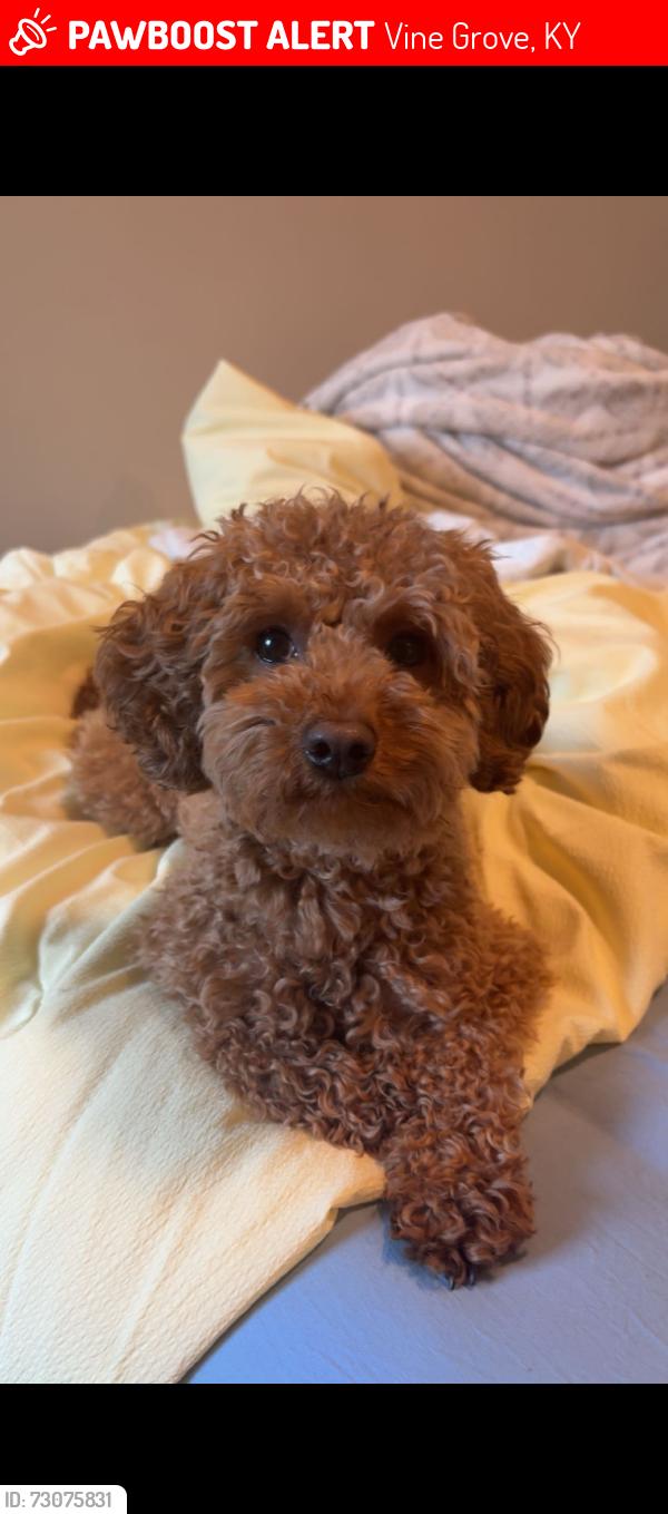 Lost Male Dog last seen Croghan way, vine grove. OR Owsley rd. rineyville ky, Vine Grove, KY 40175