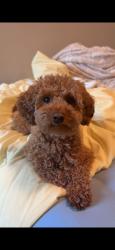 Lost Male Dog last seen Croghan way, vine grove. OR Owsley rd. rineyville ky, Vine Grove, KY 40175