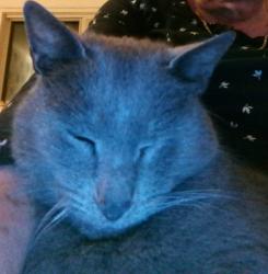 Lost Male Cat last seen Hall Lane, Norfolk, England NR28 9ED