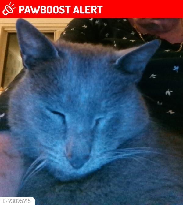 Lost Male Cat last seen Hall Lane, Norfolk, England NR28 9ED