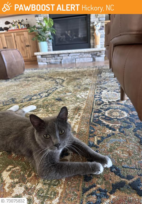 Found/Stray Female Cat last seen Southgate corp park SW/forth street dr SW, Hickory, NC 28602