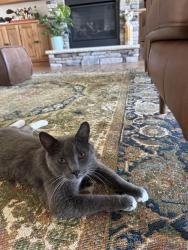 Found/Stray Female Cat last seen Southgate corp park SW/forth street dr SW, Hickory, NC 28602