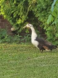 Found/Stray Unknown Other last seen N 22nd St and W Roosevelt Dr, Milwaukee, WI 53209