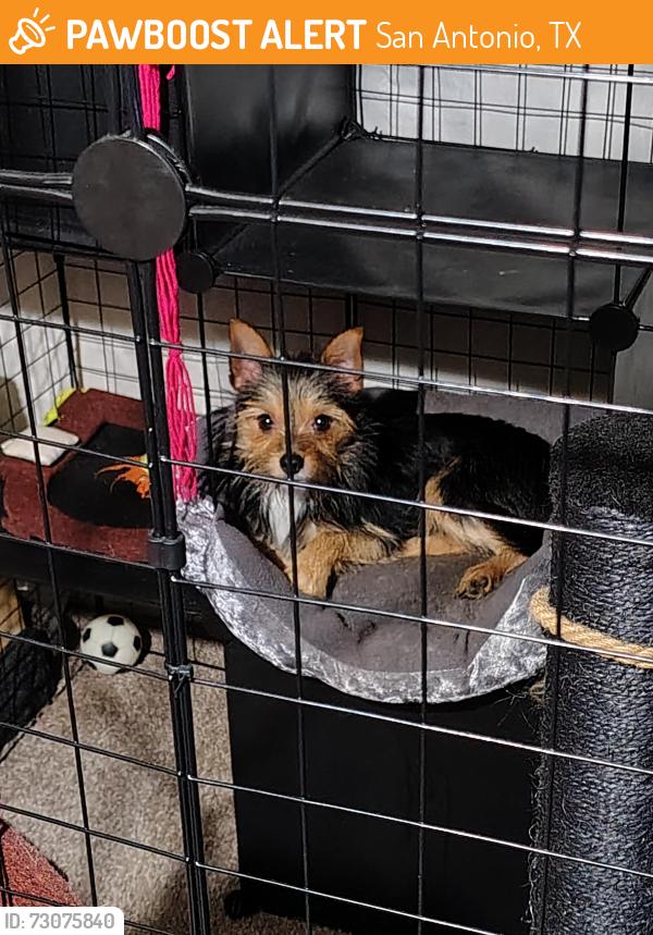 Found/Stray Male Dog last seen Westtex trail, San Antonio, TX 78245